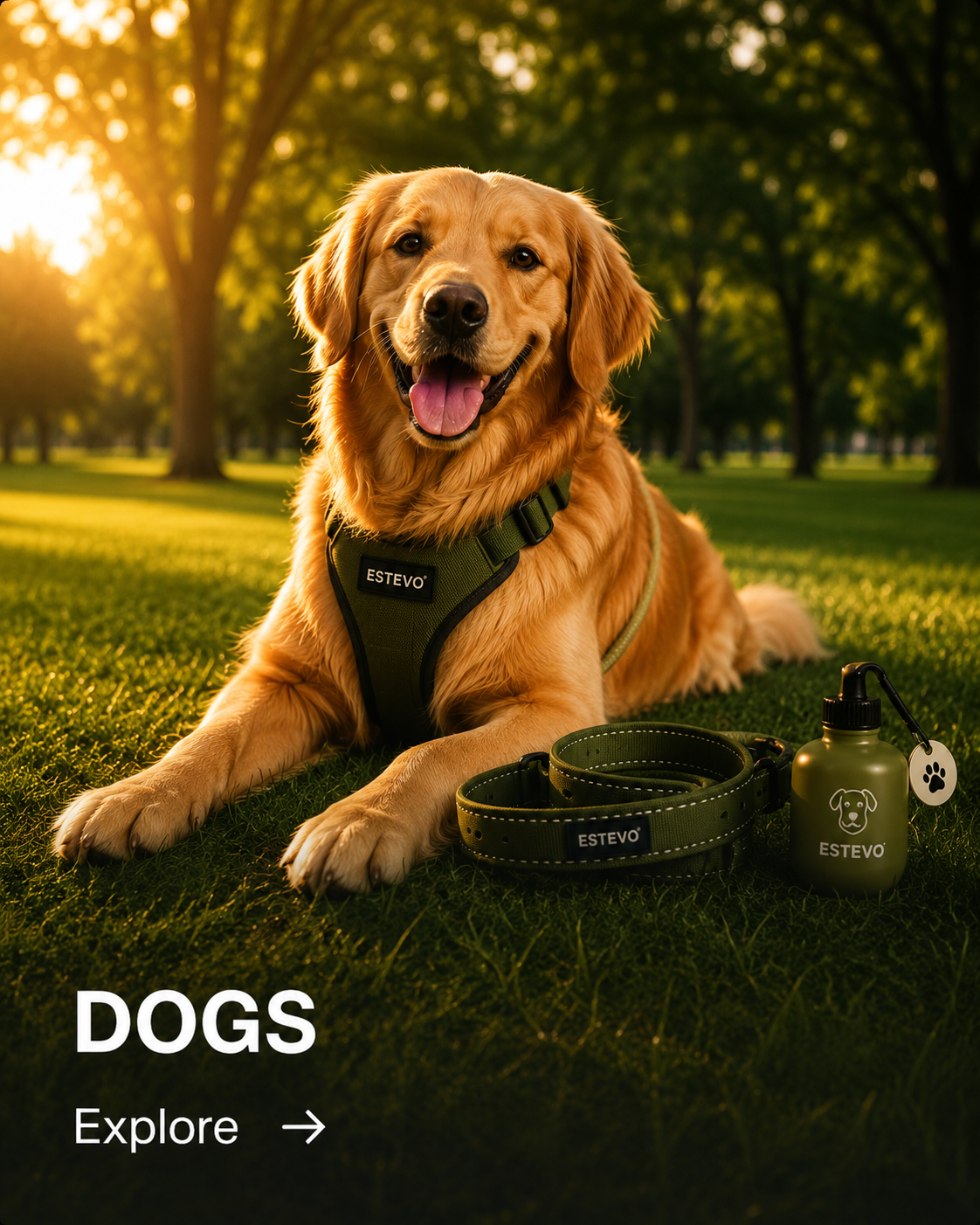 Dogs