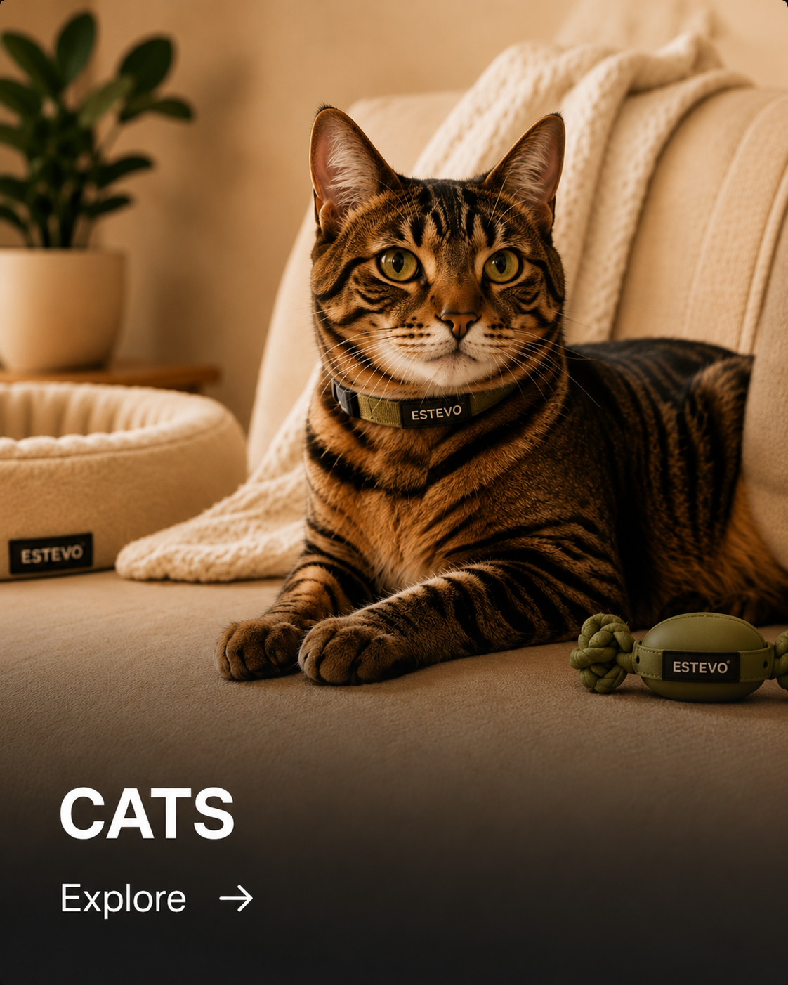 Cats